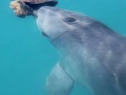Dolphins form friendships through shared interests just like us study finds