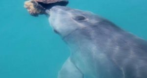 Dolphins form friendships through shared interests just like us study finds