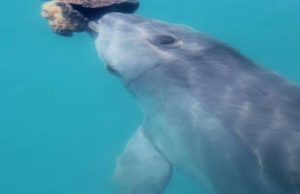 Dolphins form friendships through shared interests just like us, study finds Dolphins form friendships through shared interests just like us study finds
