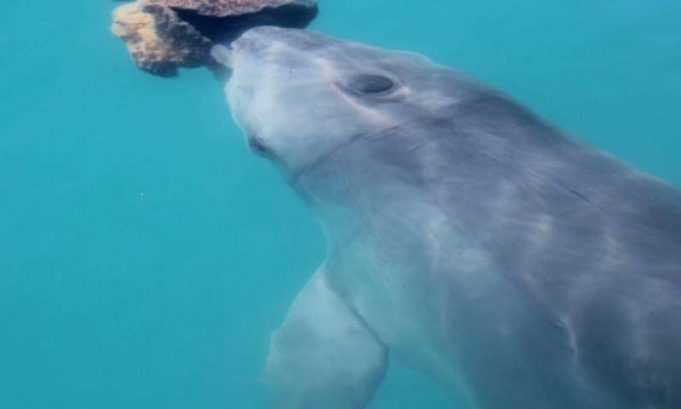 Dolphins form friendships through shared interests just like us study finds