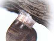 Engineers demonstrate superstrong reversible adhesive that works like snail slime Update