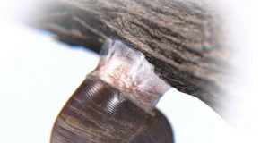 Engineers demonstrate superstrong reversible adhesive that works like snail slime Update