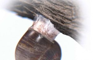 Engineers demonstrate superstrong, reversible adhesive that works like snail slime (Update) Engineers demonstrate superstrong reversible adhesive that works like snail slime Update