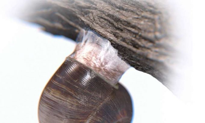 Engineers demonstrate superstrong, reversible adhesive that works like snail slime (Update) Engineers demonstrate superstrong reversible adhesive that works like snail slime Update