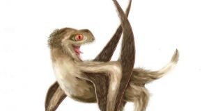 Feathers came first then birds
