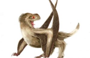 Feathers came first, then birds Feathers came first then birds