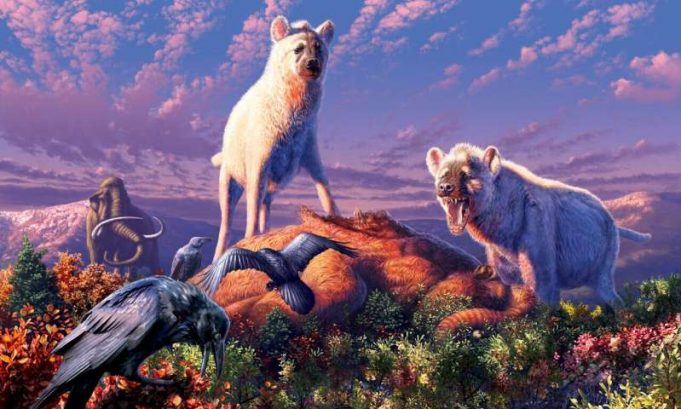 Fossil teeth reveal ancient hyenas in the Arctic Fossil teeth reveal ancient hyenas in the Arctic