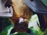Genetic basis for extended lifespan and cancer resistance discovered in long lived bats