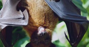 Genetic basis for extended lifespan and cancer resistance discovered in long lived bats