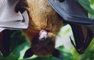 Genetic basis for extended lifespan and cancer resistance discovered in long-lived bats Genetic basis for extended lifespan and cancer resistance discovered in long lived bats
