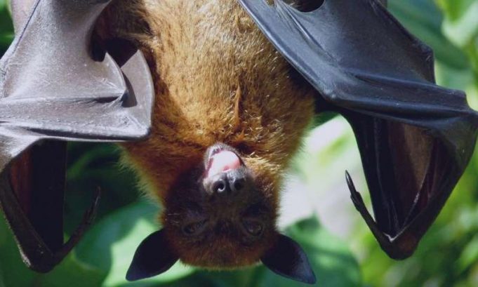 Genetic basis for extended lifespan and cancer resistance discovered in long-lived bats Genetic basis for extended lifespan and cancer resistance discovered in long lived bats