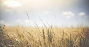Heat not drought will drive lower crop yields researchers say