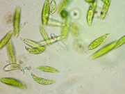 How multi celled animals developed