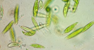 How multi celled animals developed