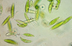 How multi-celled animals developed How multi celled animals developed