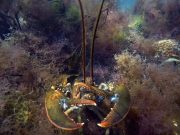 In hot water Study says warming may reduce sea life by 17