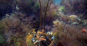 In hot water Study says warming may reduce sea life by 17