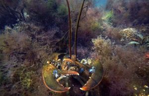 In hot water? Study says warming may reduce sea life by 17% In hot water Study says warming may reduce sea life by 17