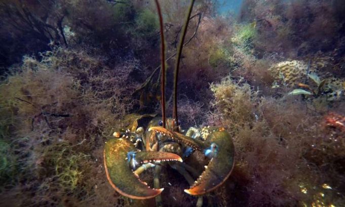 In hot water Study says warming may reduce sea life by 17