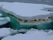 Leaving microbes out of climate change conversation has major consequences experts warn