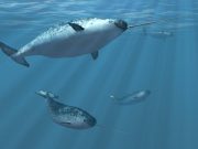Narwhals and belugas can interbreed