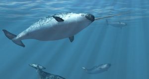 Narwhals and belugas can interbreed