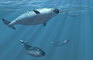Narwhals and belugas can interbreed Narwhals and belugas can interbreed