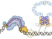 New gene editor harnesses jumping genes for precise DNA integration