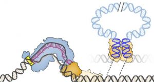 New gene editor harnesses jumping genes for precise DNA integration