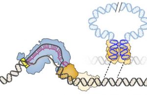 New gene editor harnesses jumping genes for precise DNA integration New gene editor harnesses jumping genes for precise DNA integration