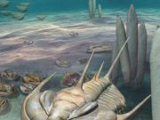 New king of fossils discovered on Kangaroo Island