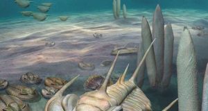 New king of fossils discovered on Kangaroo Island
