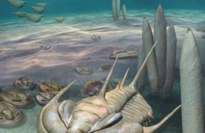 New ‘king’ of fossils discovered on Kangaroo Island New king of fossils discovered on Kangaroo Island