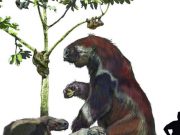 New research shakes up the sloth family tree