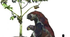 New research shakes up the sloth family tree