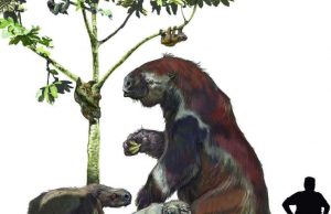 New research shakes up the sloth family tree New research shakes up the sloth family tree