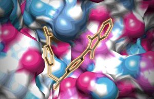 New vulnerability found in major human viruses New vulnerability found in major human viruses