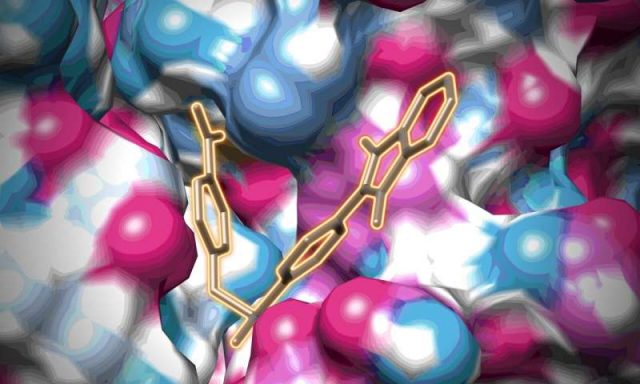 New vulnerability found in major human viruses New vulnerability found in major human viruses