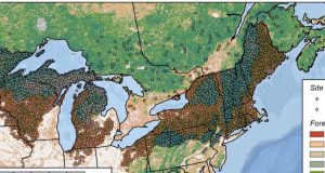 Older forests resist change—climate change that is