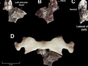 Oldest axial fossils discovered for the genus Australopithecus