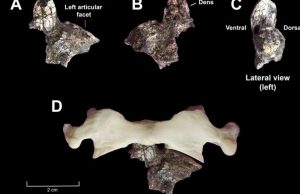 Oldest axial fossils discovered for the genus Australopithecus Oldest axial fossils discovered for the genus Australopithecus
