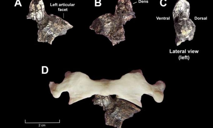 Oldest axial fossils discovered for the genus Australopithecus Oldest axial fossils discovered for the genus Australopithecus