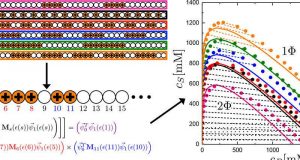 Researchers can now predict properties of disordered polymers