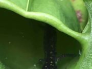 Researchers discover meat eating plant in Ontario Canada