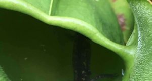 Researchers discover meat eating plant in Ontario Canada