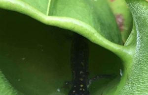 Researchers discover meat-eating plant in Ontario, Canada Researchers discover meat eating plant in Ontario Canada