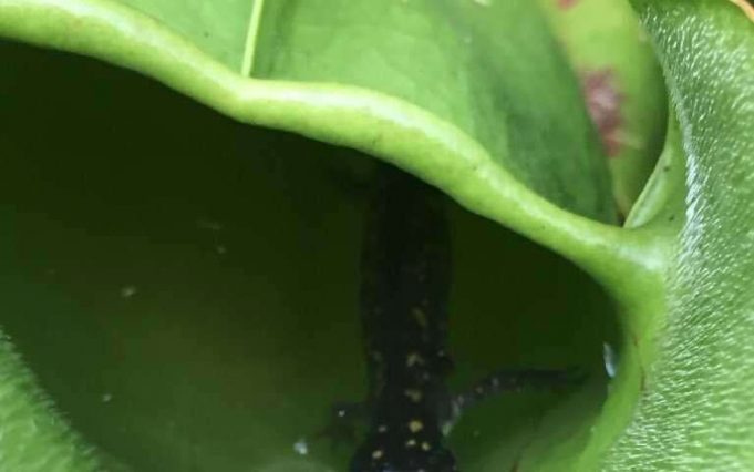 Researchers discover meat-eating plant in Ontario, Canada Researchers discover meat eating plant in Ontario Canada