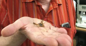 Researchers synthesize healing compounds in scorpion venom