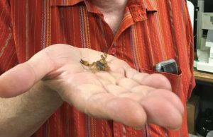 Researchers synthesize healing compounds in scorpion venom Researchers synthesize healing compounds in scorpion venom