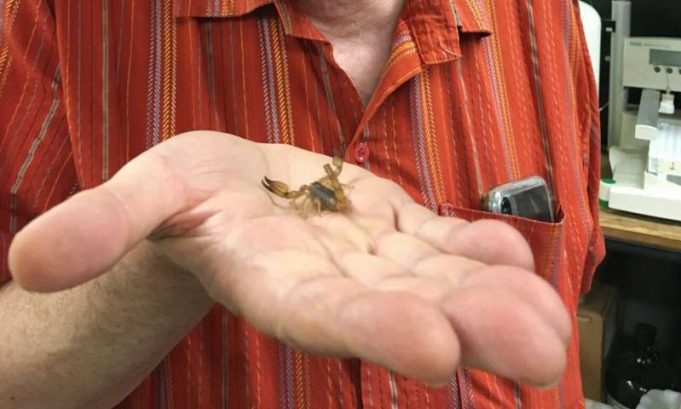 Researchers synthesize healing compounds in scorpion venom Researchers synthesize healing compounds in scorpion venom